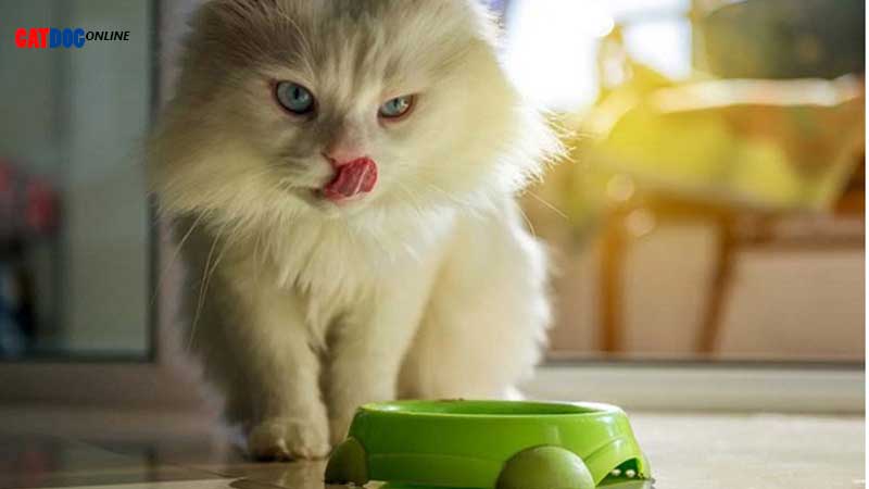 غذای-مناسب-گربه-چیست؟.jpg