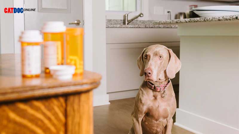 داروهای-مضر-برای-سگ.jpg