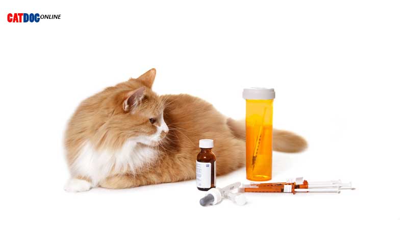 داروهای-مضر-برای-گربه.jpg