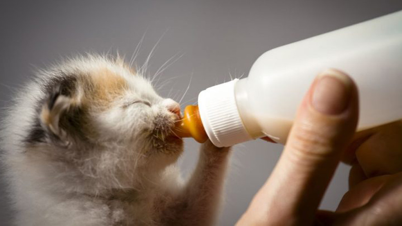 شیرخشک-برای-گربه.jpg