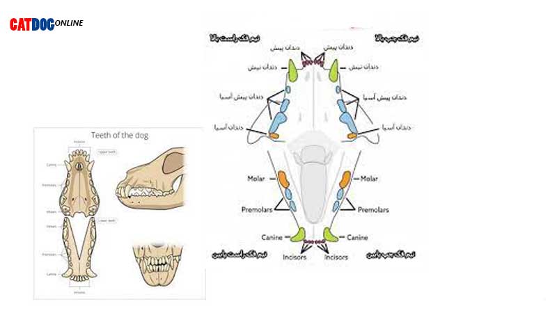 عکس-دندان-سگ.jpg
