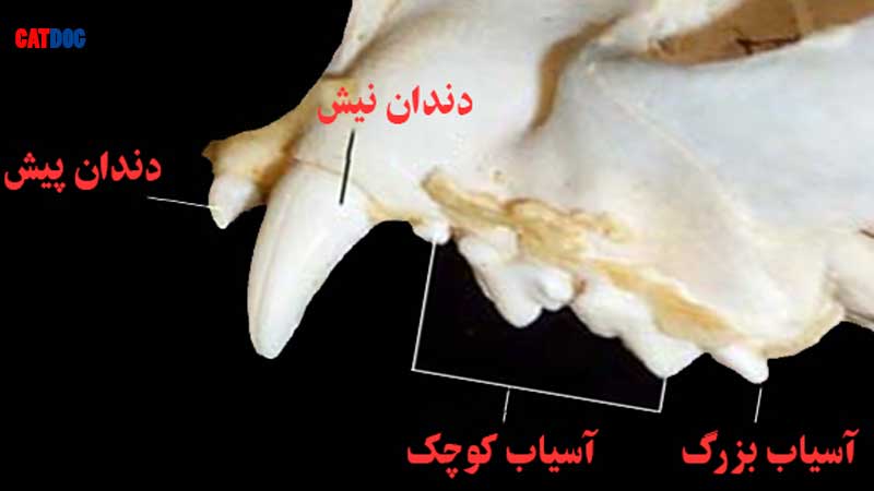 دندان-سگ.jpg