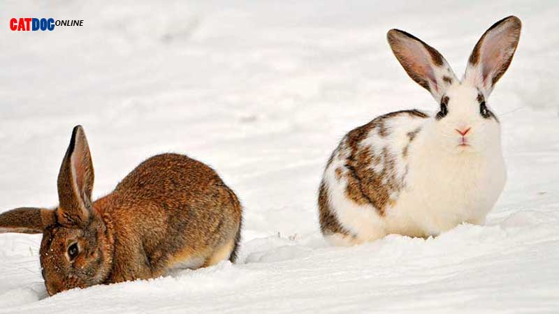 خرگوش-و-سرما.jpg