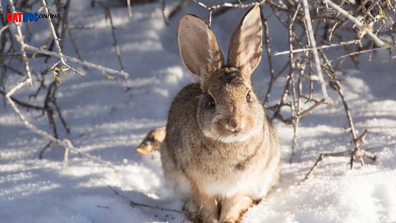 خرگوش-در-فصل-زمستان.jpg